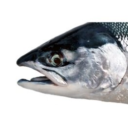 Head of Salmon