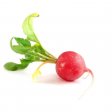 Radish