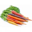 Carrots, Rainbow