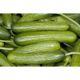 Cucumbers, Israeli Loose